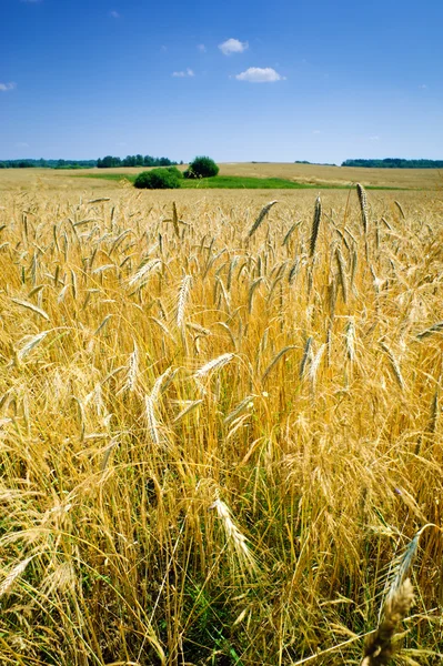 Corn field ecological landscape — Stock Photo, Image