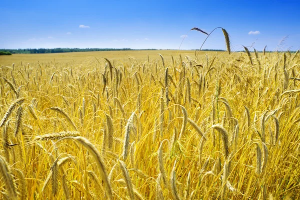 Campo de maíz en verano — Foto de Stock