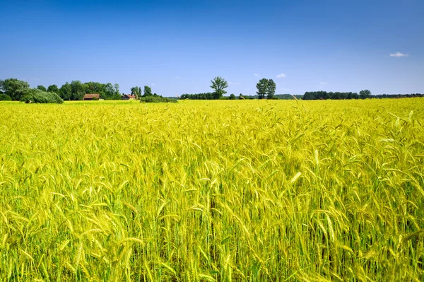 Paisagem rural com campo de milho — Fotografia de Stock