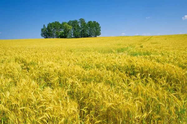 Кукурузное поле в летнее время — стоковое фото