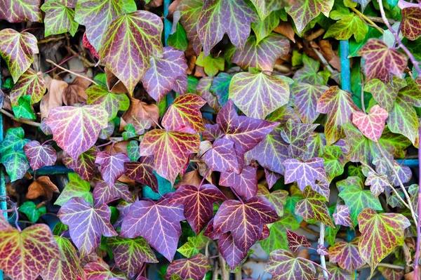 Πολύχρωμο φθινόπωρο φύλλα — Φωτογραφία Αρχείου