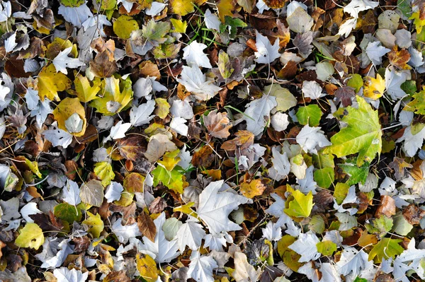 Alte Herbstblätter — Stockfoto