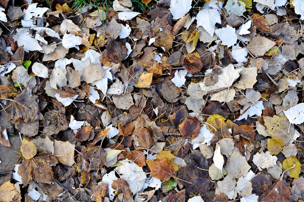 Vecchie foglie a terra — Foto Stock