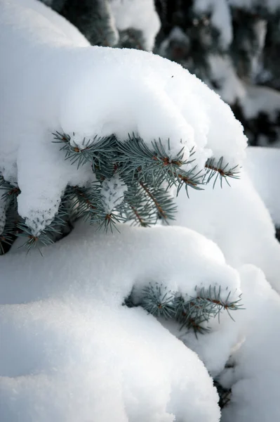 Winter fir twig with snow — Stock Photo, Image