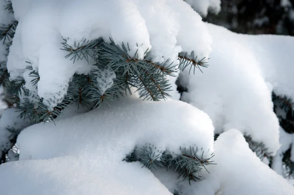 Vintern fir twig — Stockfoto