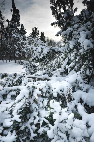 Winter park landscape — Stock Photo, Image