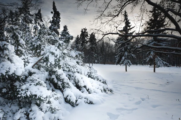 Winter park peyzaj — Stok fotoğraf