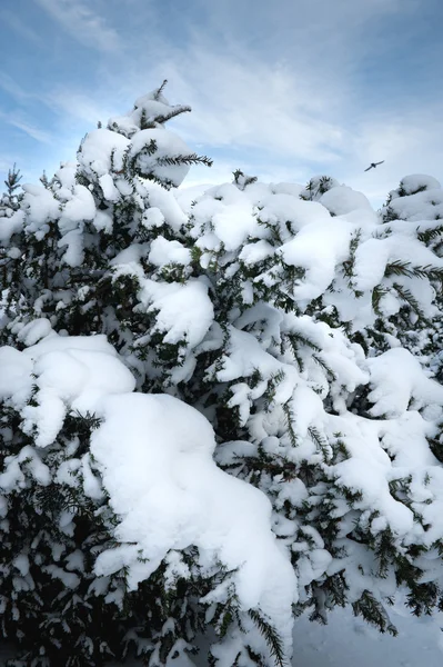 Árboles de invierno en el parque — Foto de Stock