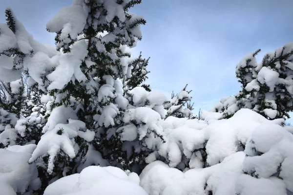 Winter Christmas trees — Stock Photo, Image