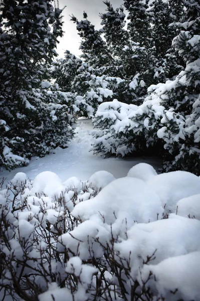 Les v zimním čase — Stock fotografie