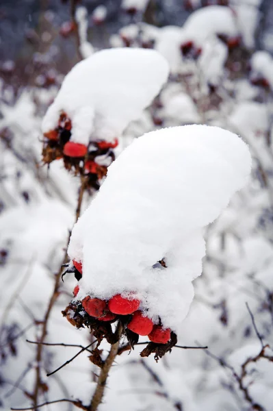 赤い果実は庭に雪で覆われて — ストック写真