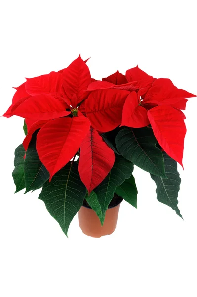 stock image Red poinsettia flower