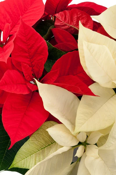 Kırmızı ve beyaz poinsettias — Stok fotoğraf