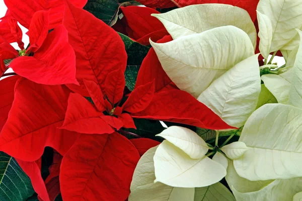 Vörös és fehér Mikulásvirág — Stock Fotó