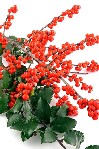 Holly berry on white background — Stock Photo, Image