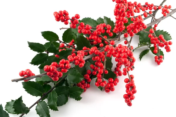Branch of holly berry on white background — Stock Photo, Image