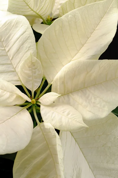 Fekete háttér fehér Mikulásvirág — Stock Fotó