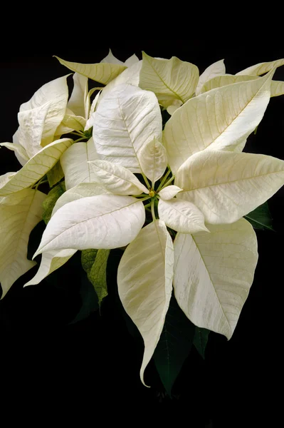 stock image White poinsettia on black background