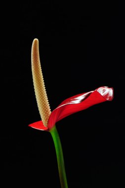 Anthurium (flamingo) çiçek siyah arka plan üzerine