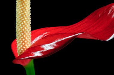 Anthurium flower close up clipart