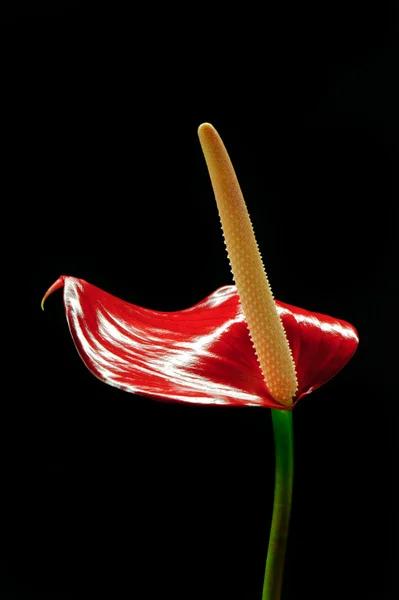 Anthurium Flor Flamenco Rojo Sobre Fondo Negro — Foto de Stock