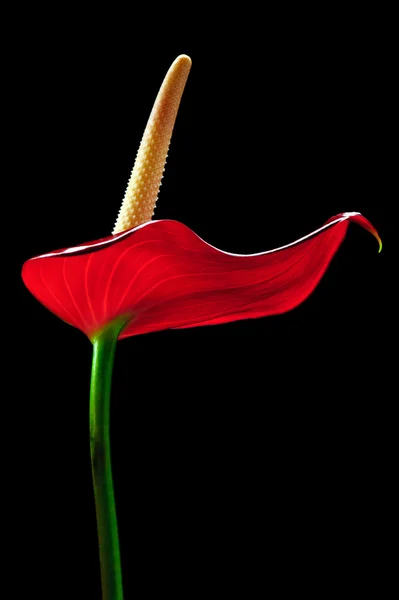 Flor roja de anturio — Foto de Stock
