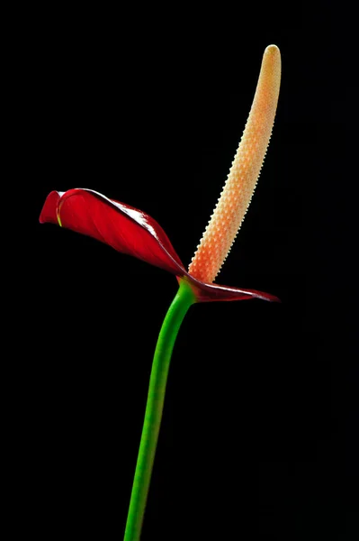 Red Anhurium Flamingo Flower Black Background — Stock Photo, Image