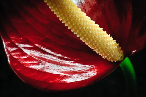 Gros Plan Fleur Anthurium Rouge Sur Fond Noir — Photo