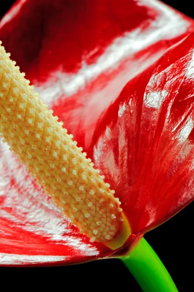 Macro close up pf flor de antúrio — Fotografia de Stock