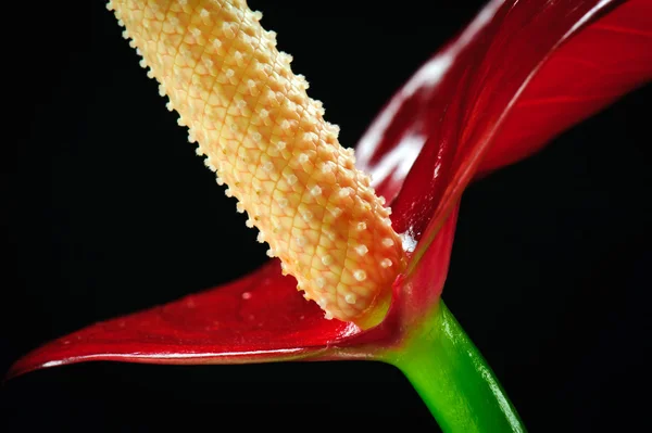 Macro close up of red anthurium flower — Stock Photo, Image
