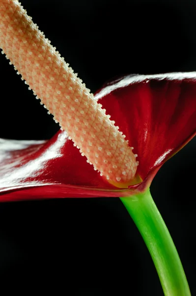 マクロは黒の背景にアンスリウムの花 フラミンゴ のクローズ アップ — ストック写真