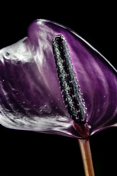 Violet anthurium flower — Stock Photo, Image