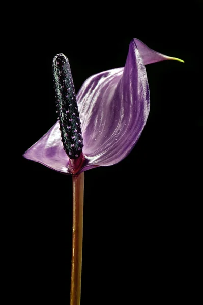 바이올렛 국화 꽃 — 스톡 사진