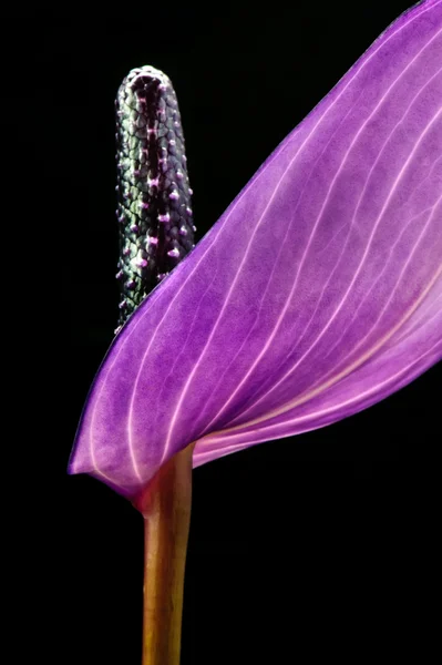 Κοντινό Πλάνο Βιολετί Ανθούριο Λουλούδι Μαύρο Φόντο — Φωτογραφία Αρχείου