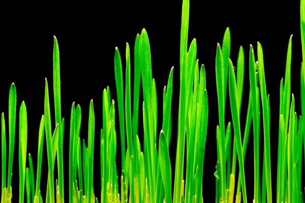 Groen gras op zwarte achtergrond — Stockfoto