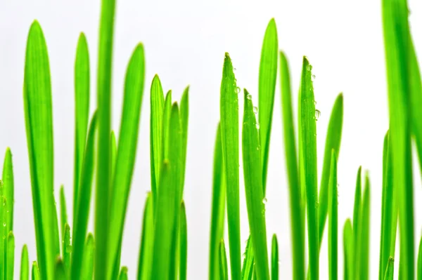 Grama verde no fundo branco — Fotografia de Stock