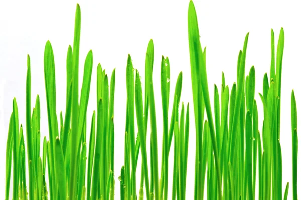 Fris groen gras op witte achtergrond — Stockfoto