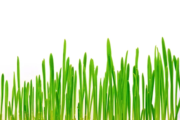 Verse Groene Ecologische Gras Witte Achtergrond Geïsoleerd — Stockfoto