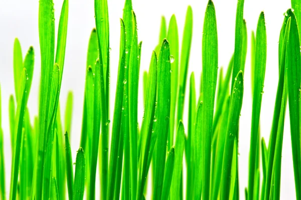 Close Green Fresh Grass White Background — Stock Photo, Image
