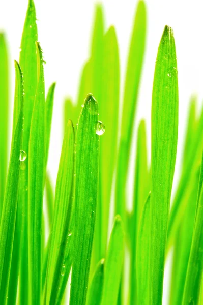 新鲜绿草与白色背景上的雨滴 — 图库照片