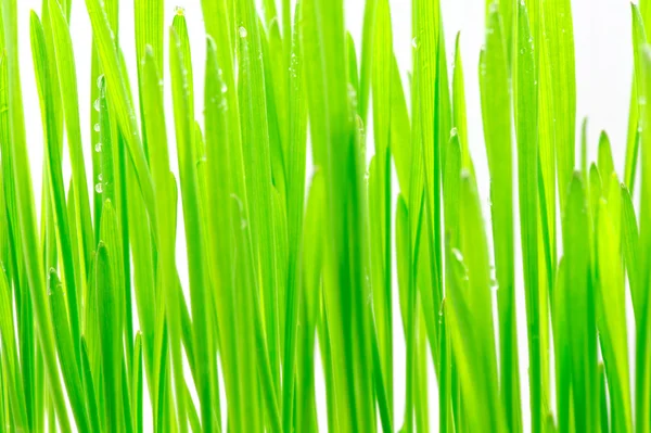Čerstvá zelená tráva — Stock fotografie