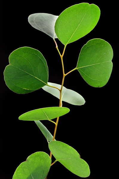 유 칼 리 나무 잎 — 스톡 사진
