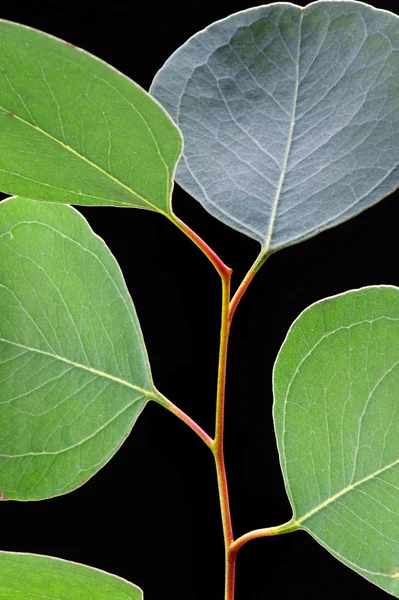 stock image Close up of eucalyptus leafs on black background