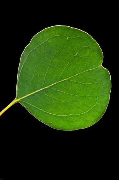 Één Eucalyptus Leaf Zwarte Achtergrond — Stockfoto