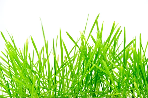 Fris Groen Gras Witte Achtergrond — Stockfoto