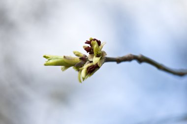 Bahar bud dalı