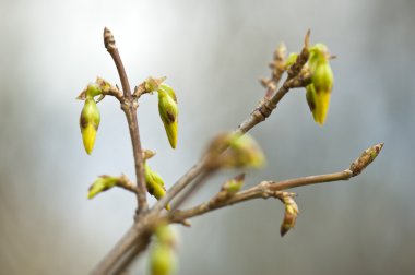 Fresh green buds during spring time clipart