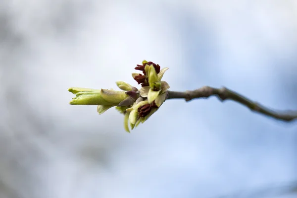 Wiosna pączek na gałęzi — Zdjęcie stockowe
