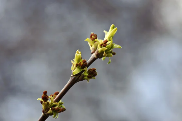 Buds on the branch — Stock Photo, Image