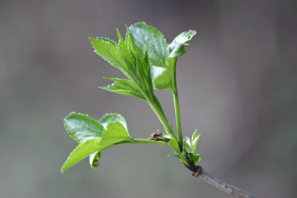 枝に緑色の芽 — ストック写真
